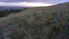 Hundsheimer Berg, Galatella linosyris