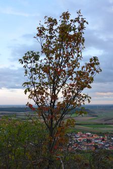 Hundsheimer Berg, Sorbus torminalis