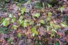Hainburg - Röthelstein, Mercurialis perennis