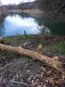 Hainburg - Röthelstein, beaver tracks