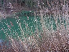 Hainburg - Röthelstein, Phragmites australis