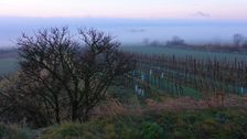 Prellenkirchen - Spitzerberg