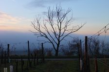Prellenkirchen - Spitzerberg
