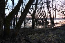 Nationalpark Donauauen, Stopfenreuther Au, core zone, danube flood
