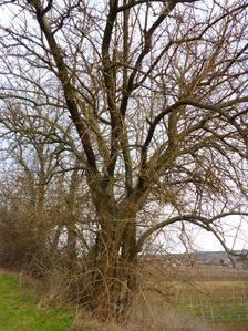 Jois - Jungerberg, Maclura pomifera