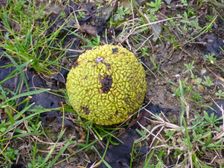 Jois - Jungerberg, Maclura pomifera