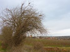 Jois - Jungerberg, Maclura pomifera