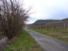 Jois - Jungerberg, Maclura pomifera