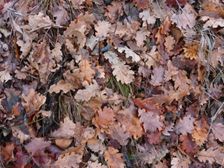 Zeilerberg, Quercus pubescens