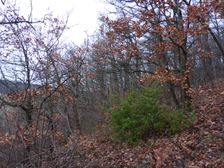 Zeilerberg, Juniperus communis & Quercus pubescens