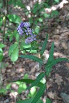 Zeilerberg, Campanula cf. cervicaria