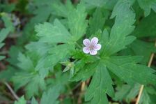 Zeilerberg, Geranium sibiricum