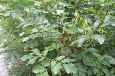 Zeilerberg, Fraxinus ornus