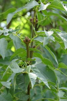 Zeilerberg, Fraxinus ornus