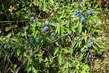 Zeilerberg, Prunus spinosa