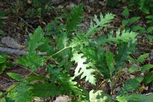 Zeilerberg, Quercus cerris