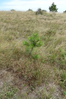 Zeilerberg, Pinus nigra
