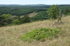 Zeilerberg, Rhamnus saxatilis