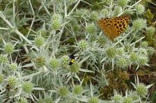 Zeilerberg, Argynnis paphia (?)