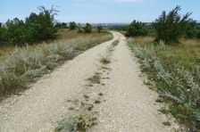 Zeilerberg, Artemisia absinthium
