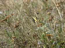 Zeilerberg, Papilio machaon