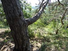 Zeilerberg, Pinus nigra