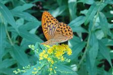 Zeilerberg, Argynnis paphia