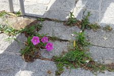 Hainburg; Petunia x hybrida