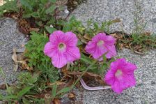 Hainburg; Petunia x hybrida