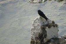 Hainburg - Röthelstein; Hirundo rustica, juv.