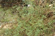 Hainburg - Röthelstein, Galium glaucum