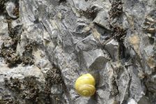 Hainburg - Röthelstein, Cepaea hortensis