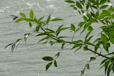 Hainburg - Röthelstein, Fraxinus sp.