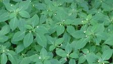 Hainburg - Röthelstein, NP Donauauen, Impatiens parviflora