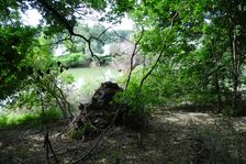 Hainburg - Röthelstein, NP Donauauen, core zone
