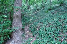 Hainburg - Röthelstein, Tilia cordata