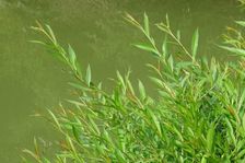 Hainburg - Röthelstein, NP Donauauen, core zone, Salix sp.