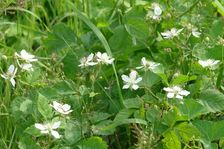 Hainburg - Röthelstein, NP Donauauen, core zone, Rubus caesius