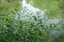 Hainburg - Röthelstein, NP Donauauen, core zone, Salix sp.