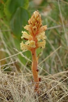 Röthelstein, Orobanche cf. kochii