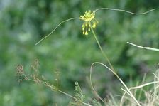 Röthelstein, Allium flavum