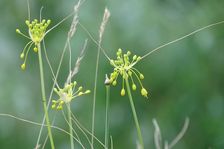 Röthelstein, Allium flavum