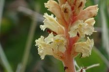 Röthelstein, Orobanche cf. kochii