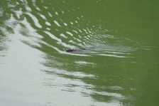 Röthelstein, NP Donauauen, core zone, Castor fiber