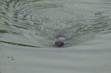 Röthelstein, NP Donauauen, core zone, Castor fiber