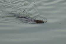 Röthelstein, NP Donauauen, core zone, Castor fiber