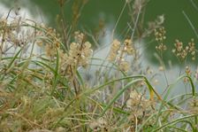 Röthelstein, Muscari neglectum & Sedum album & Allium lusitanicum (green leaves)