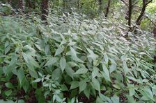 Röthelstein, Parietaria officinalis