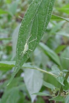 Röthelstein, Meconema meridionalis on Parietaria officinalis