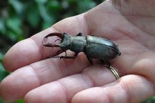 Röthelstein; Lucanus cervus, male